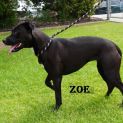 Photo of Zoe