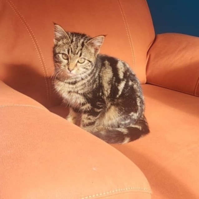 Photo of Peanut   Located In Melbourne