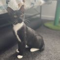 Photo of Piccolo 