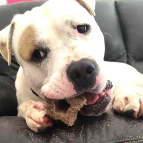 No photo for Beekcake