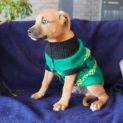 Photo of Buzz