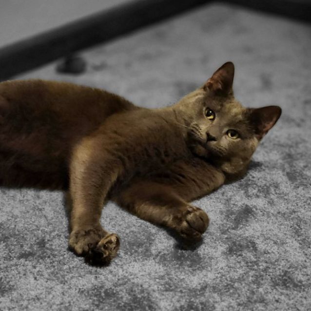 Photo of Dexter ^^Dandy Cat Rescue^^