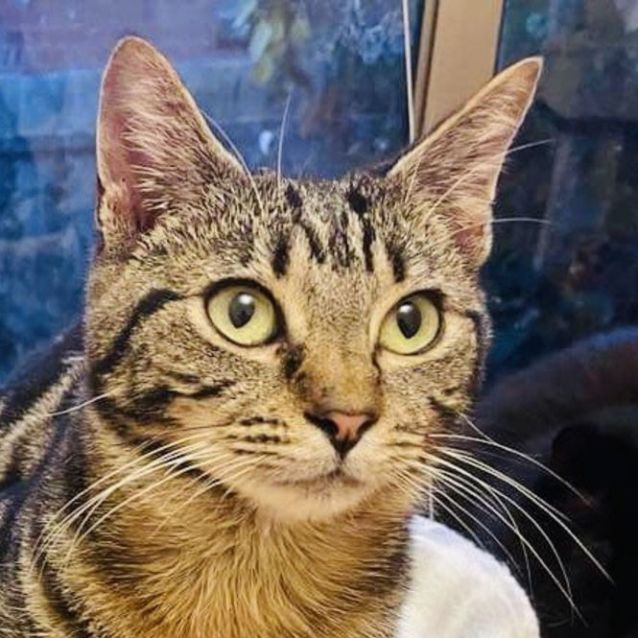 Photo of Sienna   Located In Box Hill North