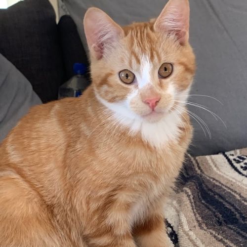 Otis