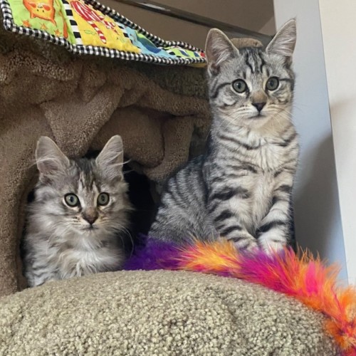 Basset & Akita 💙🩷