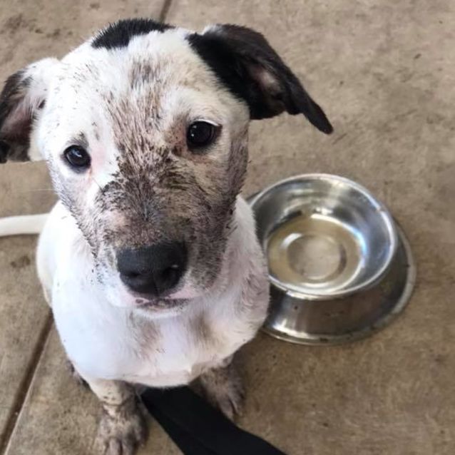 Photo of Poppy Db267