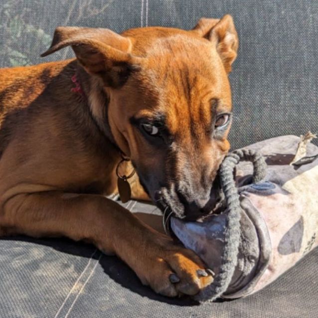 Photo of Mara