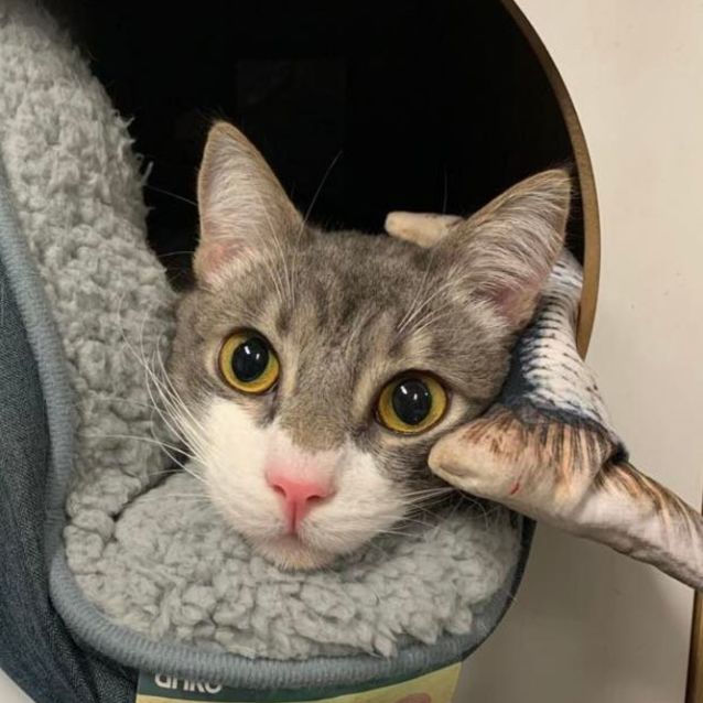 Photo of Viper 😻😈