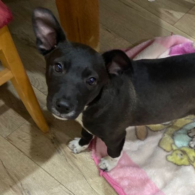 Photo of Pippa