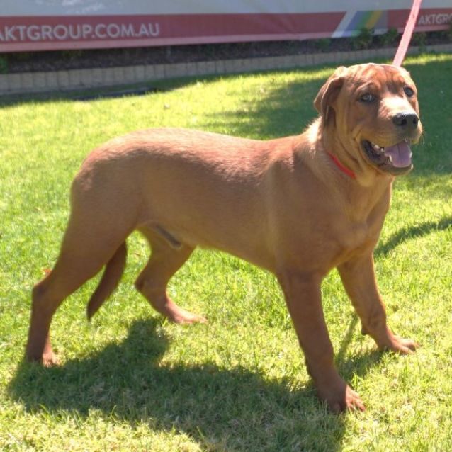 Photo of Goose