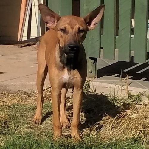 Yoda