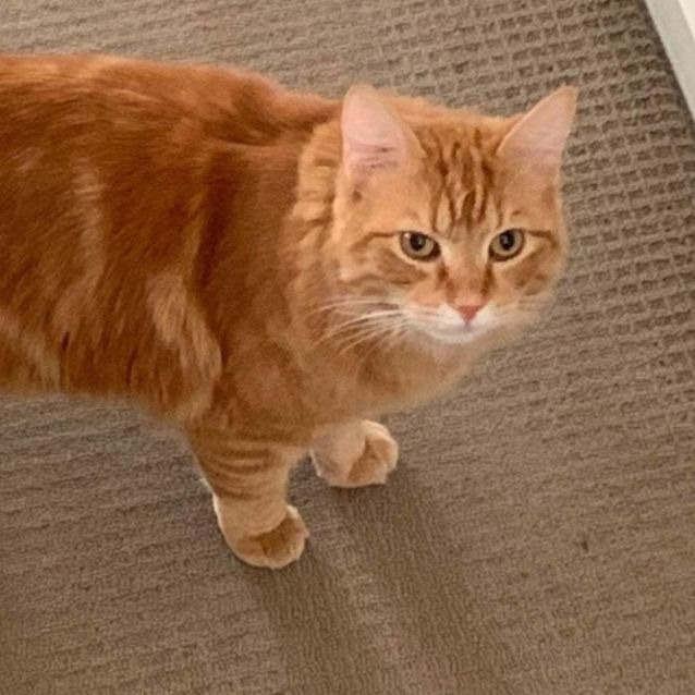 Photo of Benz 🧡🐈🧡