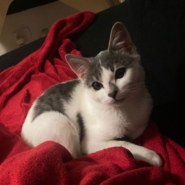 Photo of Smokey