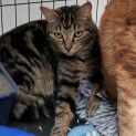 Photo of Lulu **2nd Chance Cat Rescue**