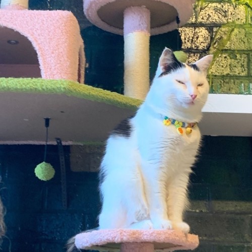 No photo for Galaxy Annihilator (Tom)