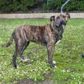 Photo of Roxy