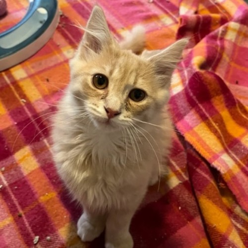 Emmett - Located in Preston from July 28