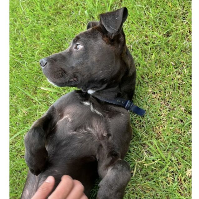 Photo of Tyson (Now On Trial Adoption)