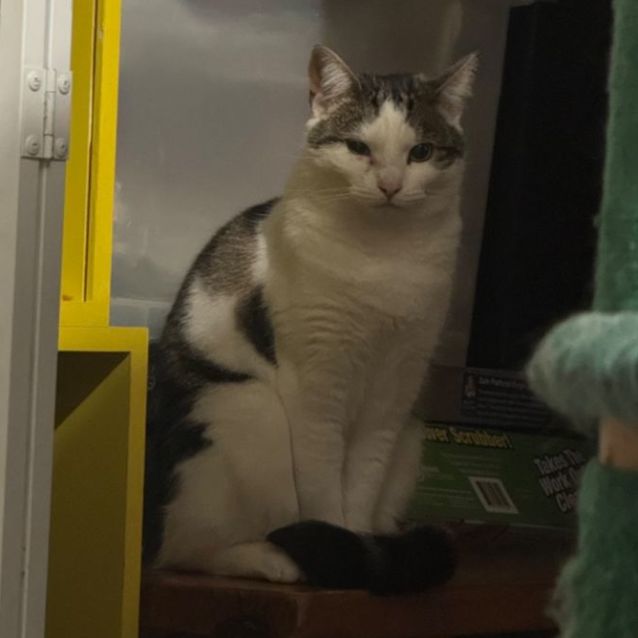 Photo of Kitty