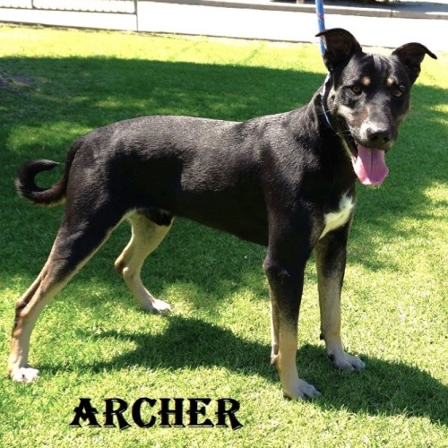 Archer