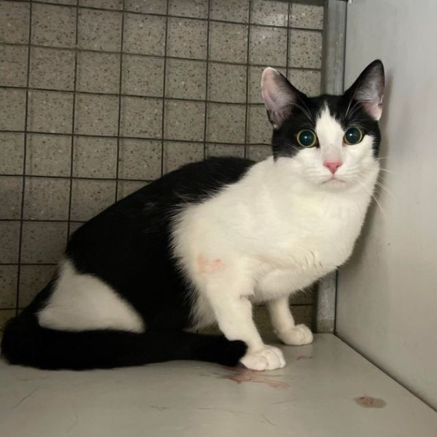 Photo of Special Oreo