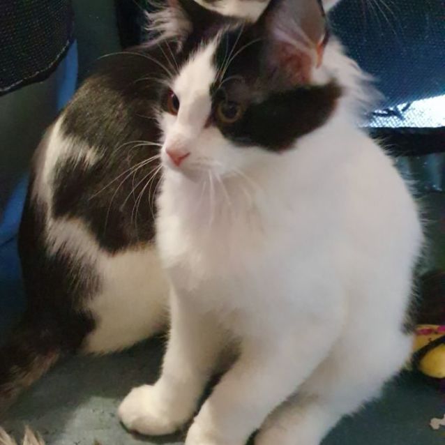 Photo of Turbo