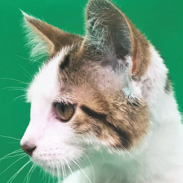 Photo of Wanda   Located In Northcote