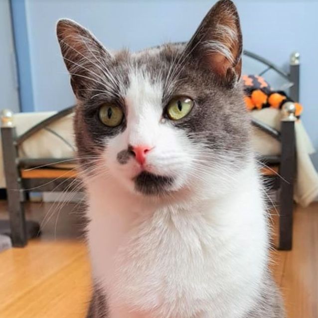 Photo of Gravy ^^Dandy Cat Rescue^^