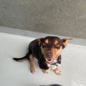 Photo of Tilly