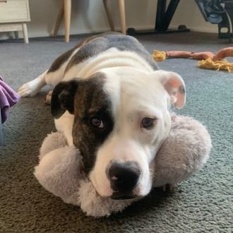 Medium Female American Bulldog Mix Dog