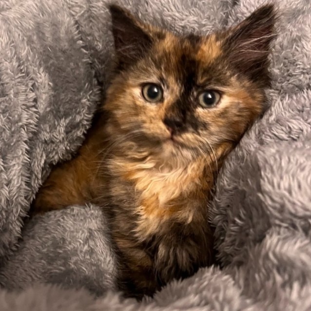 Photo of Lois (Located In Flemington)