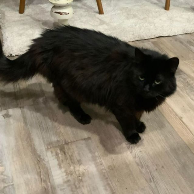 Photo of Eliza & Andre 🌹🐈‍⬛