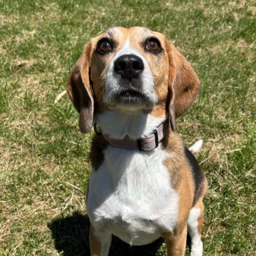 🥓 Heidi (Hoops) 5630 🥓