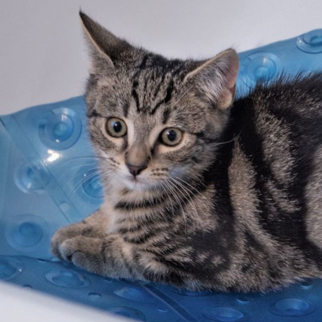 Photo of Braveheart ^^Dandy Cat Rescue^^