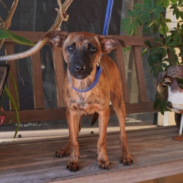 Photo of Scooter