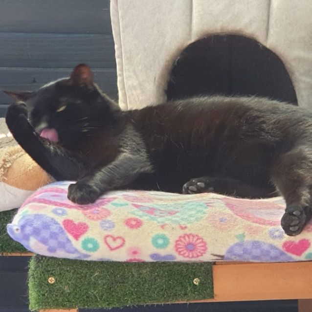 Photo of Queenie