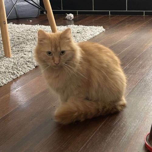 Rosie!! 🧡🧡🧡