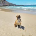 Photo of Bodhi 