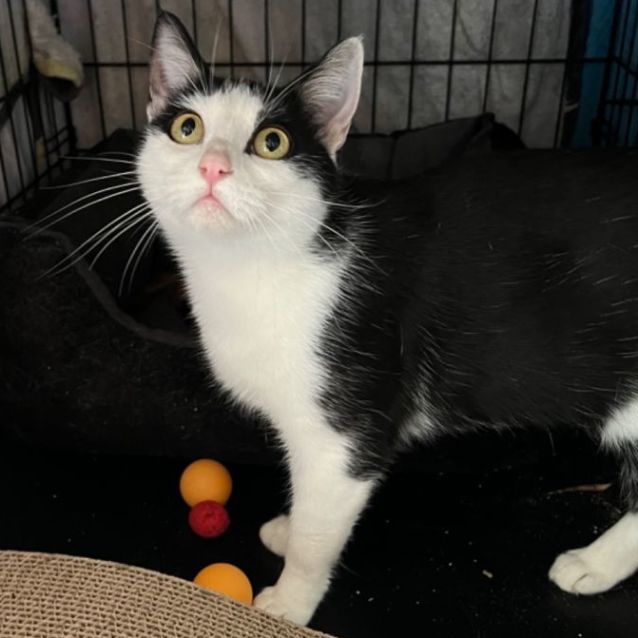 Photo of Penny   Can Transport To You