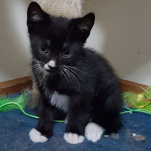 Photo of Simon, Silly & Sweet