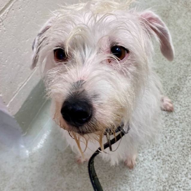 Photo of D944 Blackie