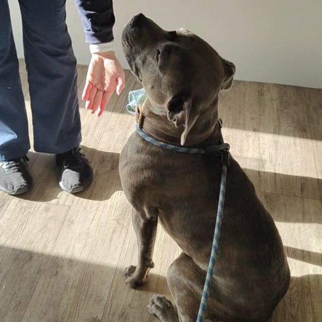 Photo of Bodhi 🤘 C04476