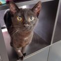 Photo of Orion (Meet Me At Neko Hq Preston)