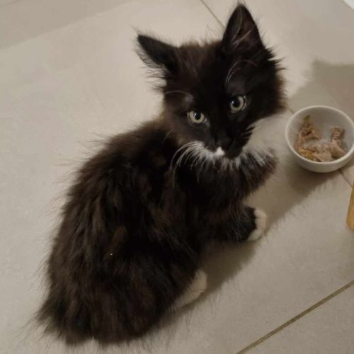 Otis**2nd Chance Cat Rescue**