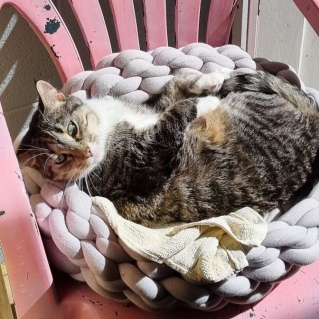 Photo of Mystic   Meet Me At Petstock South Geelong!