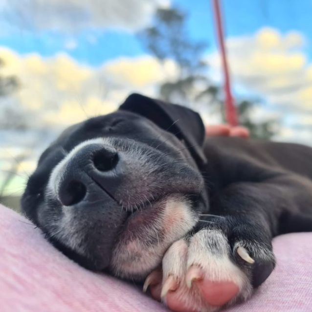 Photo of Radley