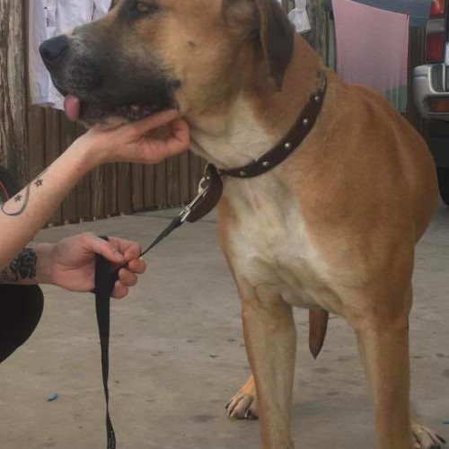 Chloe (on adoption trial)
