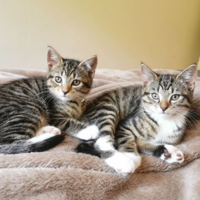 Photo of Bubble & Tea (Located In Brunswick West)