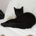 Photo of Zelda