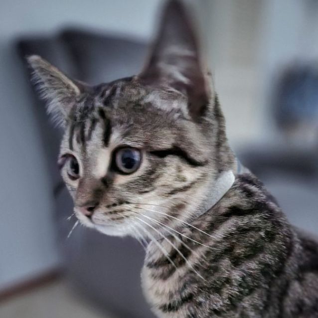 Photo of Lilibet ^^Dandy Cat Rescue^^